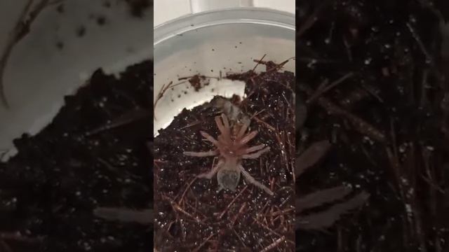 Кормление малышей птицеедов! Это всегда интересно! смотреть онлайн