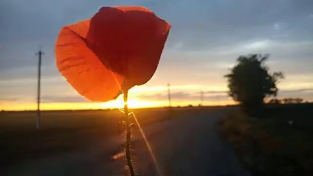 Закат в поле) после дождя. смотреть онлайн