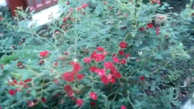 Бордюрные розы в ландшафтном дизайне