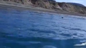 Медведь, нападает на людей. Реальное видео.