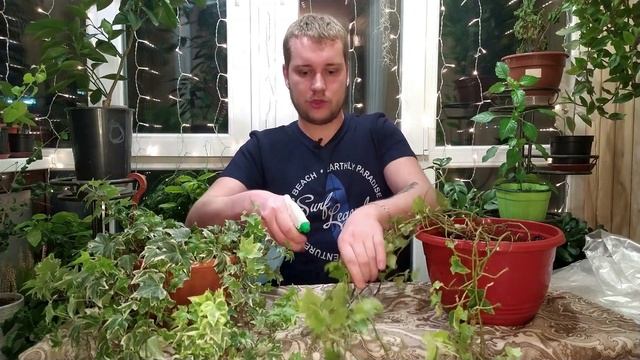 Как избавиться от паутинного клеща!!!! Паразиты на Плюще (Хедере) смотреть онлайн