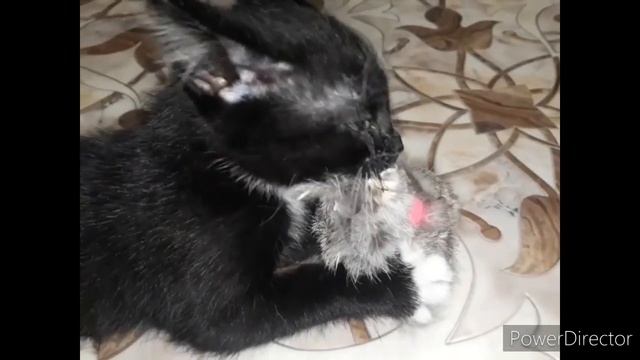 САМЫЙ ЗЛОЙ КОТЁНОК - ПРИКОЛ С КОТАМИ 2020        #смешныекоты2020, #кошки, #котята2020,#сидим_дома.
