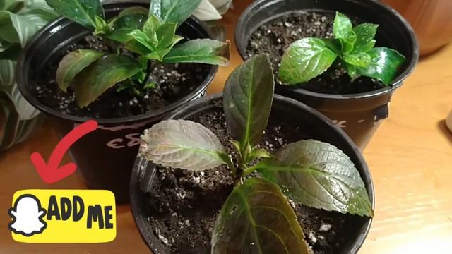 ЧЕРЕНКИ ГОРТЕНЗИИ СБЕЖАВШАЯ НЕВЕСТА НА КОНЕЦ НОЯБРЯ смотреть онлайн