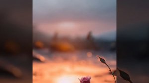 Бутоны роз на рассвете