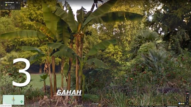 Пальмы и бананы, растущие в Лондоне на широте 51 с.ш. смотреть онлайн