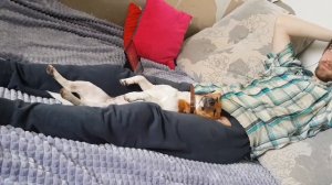 КАК СПИТ Джек Рассел терьер! ЛЮБОВЬ ХОЗЯИНА И СОБАКИ