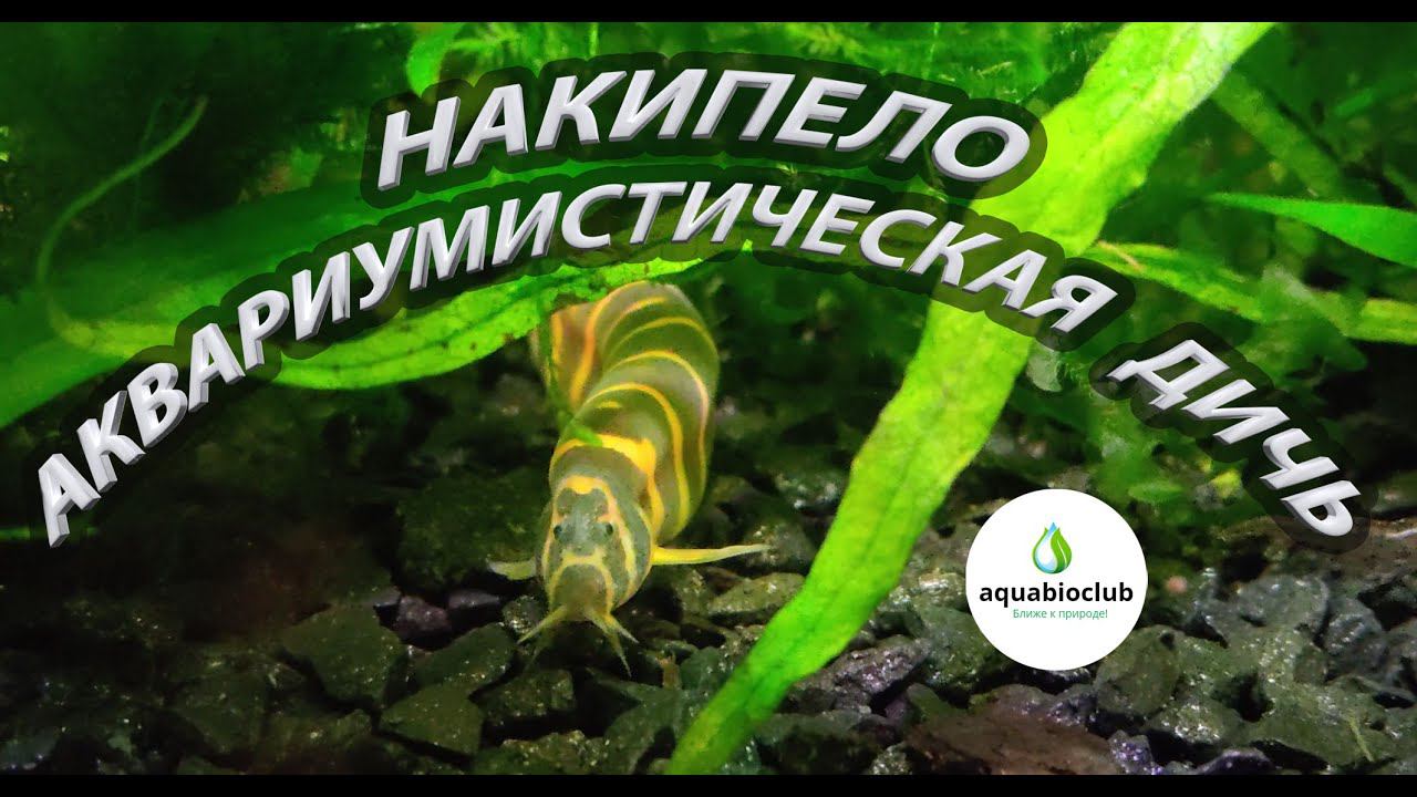 Весело о грустном в аквариумистике. Эмоционально о наболевшем. Мои 6 "гениальных" аквариумов. смотреть онлайн