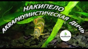Весело о грустном в аквариумистике. Эмоционально о наболевшем. Мои 6 "гениальных" аквариумов.