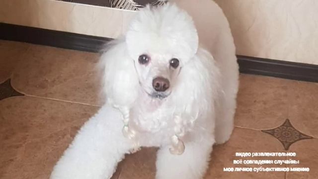 Ирина Костылева Доход с ЮТУБ 17 миллионов рублей Фрик зарабатывает больше депутата смотреть онлайн