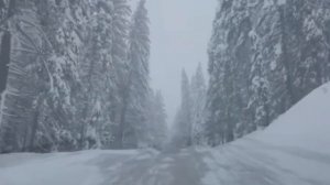 Н.Ветлицкая "Берёза"(май 2020)