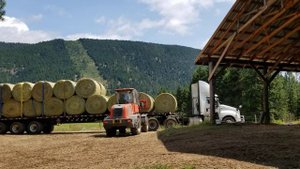 Обзор работы фронтального телескопического погрузчика Everun ER2500 на разгрузке сена