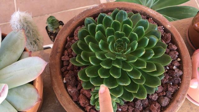 Suculentas que crecen rápido y se propagan fácil смотреть онлайн