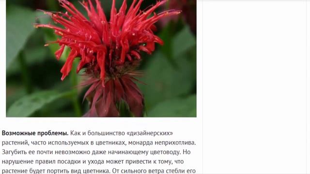 Монарда. Многолетники.