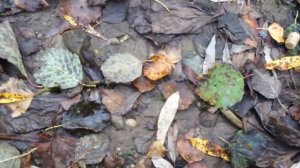 Хариус на поплавок. Grayling on the float. Хариус на червя.