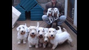 Силихем- Терьер/Sealyham Terrier (порода собак HD slide show)!