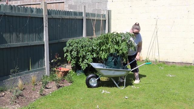New affordable garden arch, planting peas and sunflowers! смотреть онлайн
