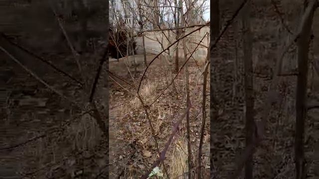 Роби́ния ложноака́циевая белая акация 03 2021 Волгоград Robinia pseudoacacia white acacia Volgograd смотреть онлайн