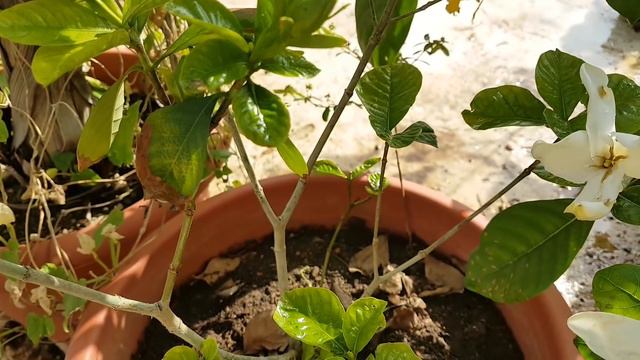470.Sugandhraj ki dekhbhaal kaise kare/Gardenia plant care🌼🌳🌼 смотреть онлайн
