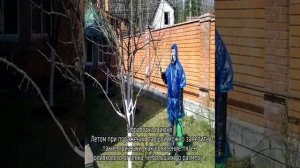 Парша на яблоне