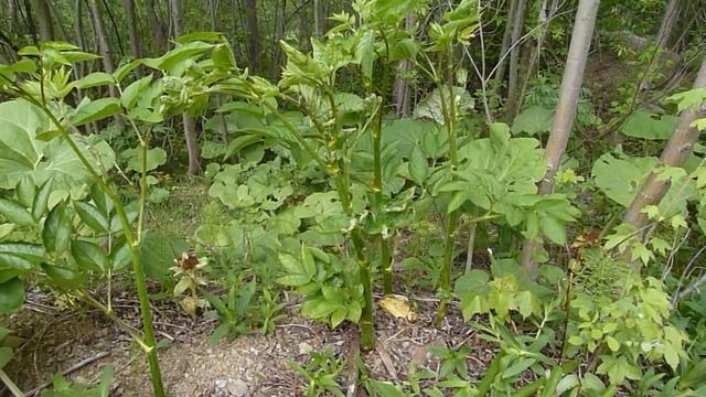 Дорогой японогриб Мацутаке и Уду (аралия) для салатов 2020 г. смотреть онлайн