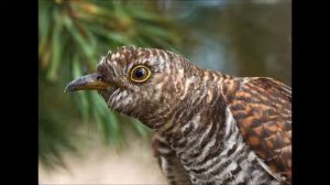 Звуки кукушки.