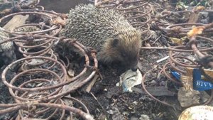 СМОТРЕТЬ ВСЕМ !!! Ежики живут в саду)))