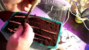 Результат стратификации прививок винограда Промежуточный итог