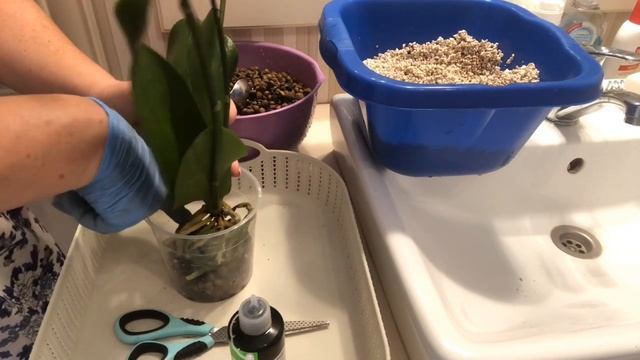 ОРХИДЕИ. ПЕРЕСАДКА В ПЕРЛИТ + КЕРАМЗИТ смотреть онлайн