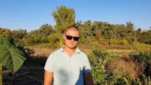 Зачем обрывать листья на Павловнии? Результаты весеннего  эксперимента!