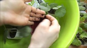 Пересадка пеларгонии в горшки большего объема