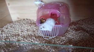 Тюрьма для хомяка. Лаки переезжает к Лучику.