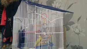 Попугай издает странный звук