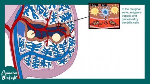 Spleen | Role of spleen in immunity | Red pulp vs white pulp | Splenomegaly | Splenectomy | USMLE