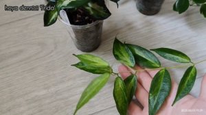 Хойи... обзор... как подросли ( ч. 4 )