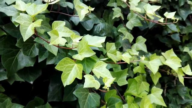 Hedera helix (English ivy) смотреть онлайн