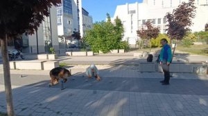 Жасминка на тренировке по ноузворк. Местность. Корица. Тренер - Артем Головин.