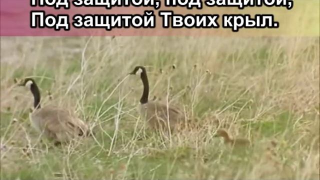буду жить под защитой твоих крыл. ноты христианской песни буду жить под защитой твоих крыл. ноты песни под защитой твоих крыл. буду под защитой твоих крыл. любовь под защитой.