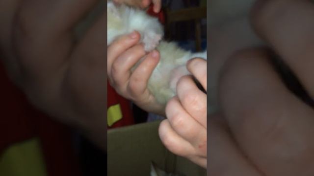 Осмотр котят ч2 открыли глазки смотреть онлайн