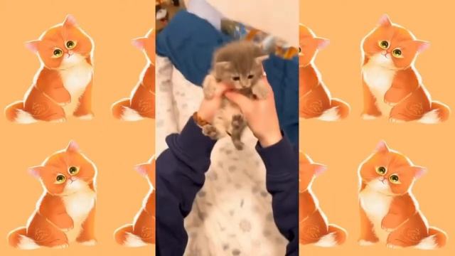 МИЛЫЕ И СМЕШНЫЕ ЖИВОТНЫЕ, КОТЯТА,КОШКИ,СОБАКИ И ДР. ДЛЯ ПОДНЯТИЯ НАСТРОЕНИЯ смотреть онлайн