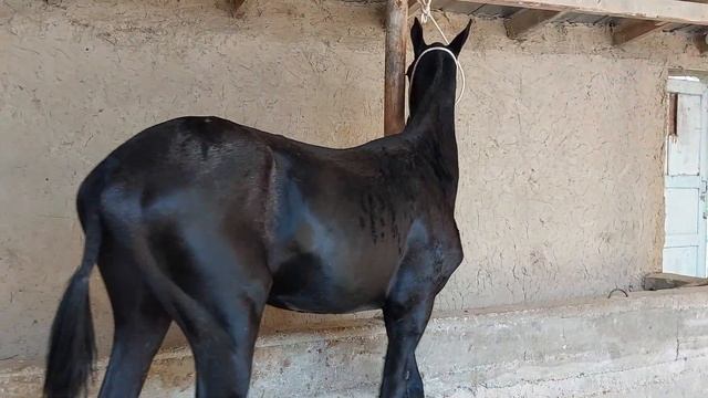 Сатылды. смотреть онлайн