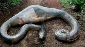 Мужчину проглотила анаконда. То что произошло дальше не для слабонервных!