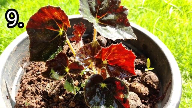 Begonia plants || propagation || 11 varieties || ബിഗോണിയ ചെടികൾ || malayalam || blue sun vlogz смотреть онлайн