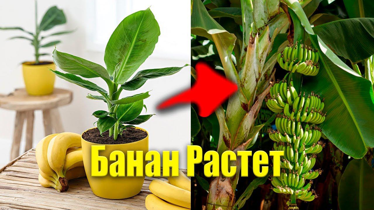 Жду цветения банана .Банан сильно вырос за 4 месяца! смотреть онлайн