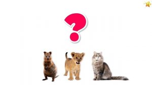 видео о животных