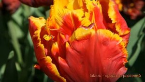 Тюльпан обыкновенный Брайт Пэррот (tyulpan) ? обзор: как сажать, луковицы тюльпаны Брайт Пэррот