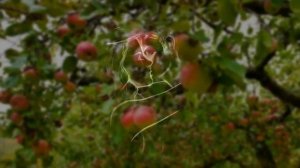 Август - астры... Стихи Марины Цветаевой. Музыка и исполнение Елены Фроловой.