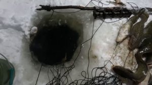 Проверка перемета на налима