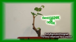 🍇  Почему я обрезаю виноград на 2 глазка. Обрезка сучков без запаса почек. На что это влияет.