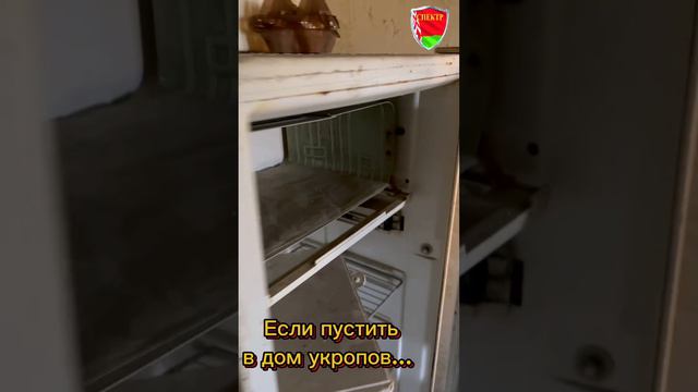 Когда укроп убежал