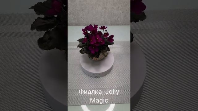 Фиалка Jolly Magic. Всем мира и добра??